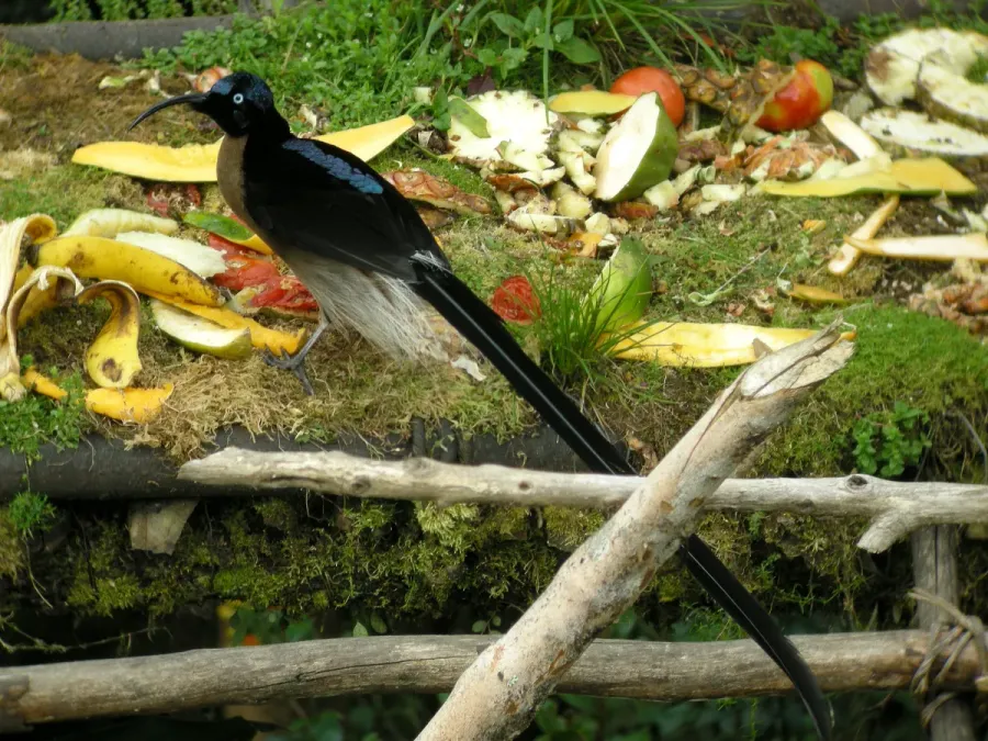 File:Epimachus meyeri -Papua New Guinea -male-8.jpg