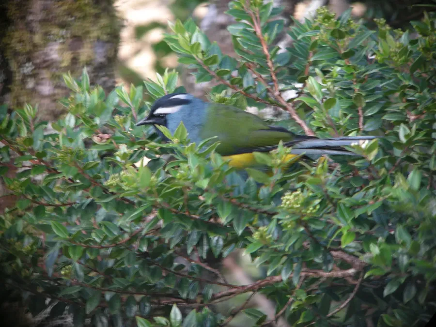 File:Paramythia montium -Papua New Guinea-6.jpg