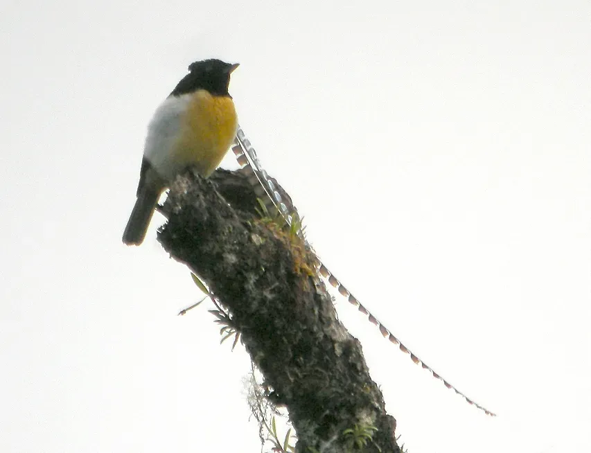 File:Pteridophora alberti -Papua New Guinea-8.jpg
