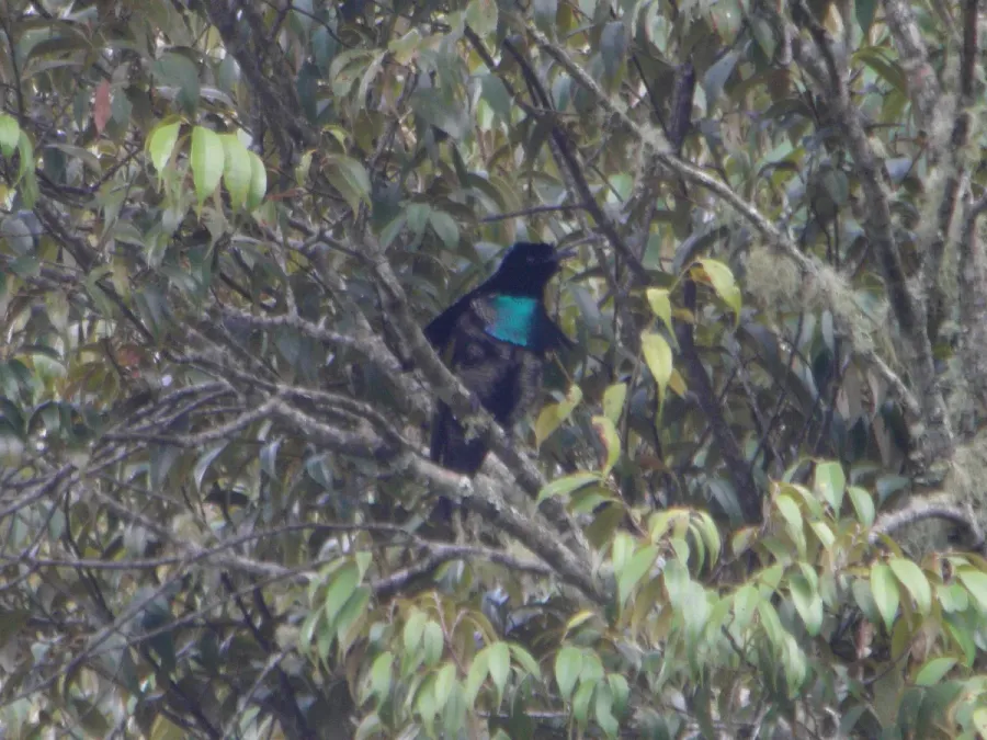 File:Lophorina superba -Papua New Guinea-4.jpg