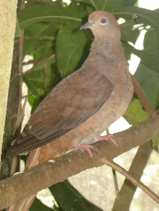 File:Macropygia phasianella (Brown Cuckoo-dove)-6.jpg