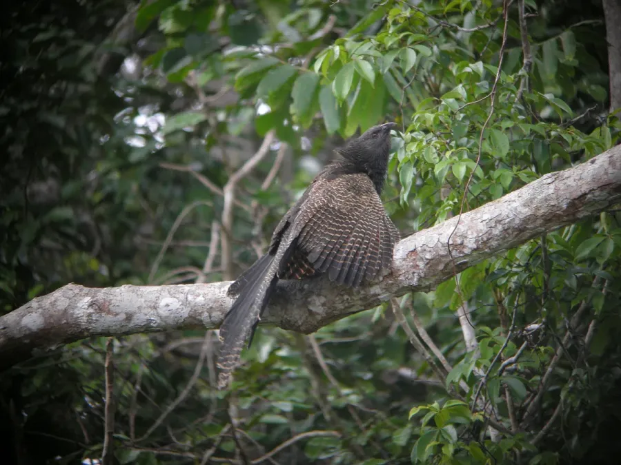 File:Centropus phasianinus -Papua New Guinea-8.jpg