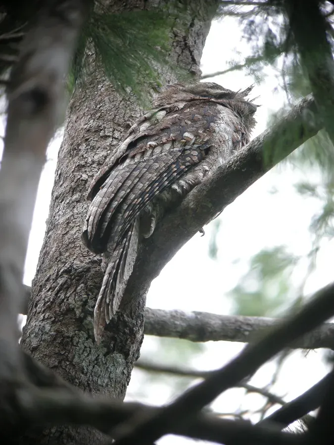 File:Podargus ocellatus -Papua New Guinea-6.jpg