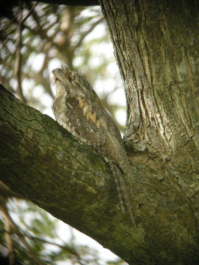 File:Podargus papuensis -Papuan Frogmouth-8.jpg