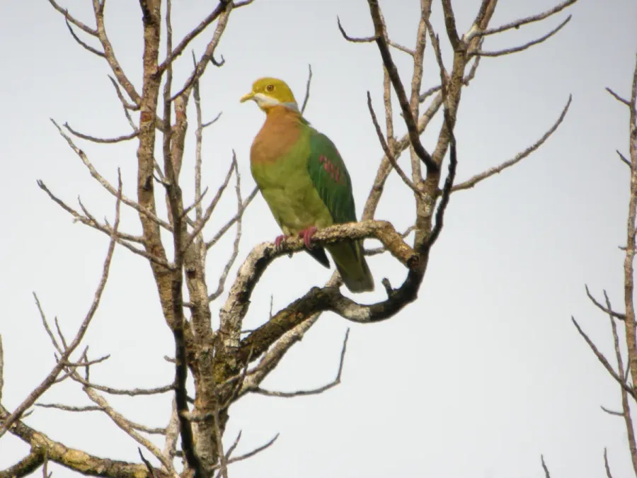File:Ptilinopus perlatus -Papua New Guinea-8.jpg