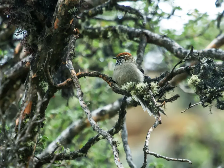 File:White-browed Tit-Spinetail - Leptasthenura xenothorax.jpg