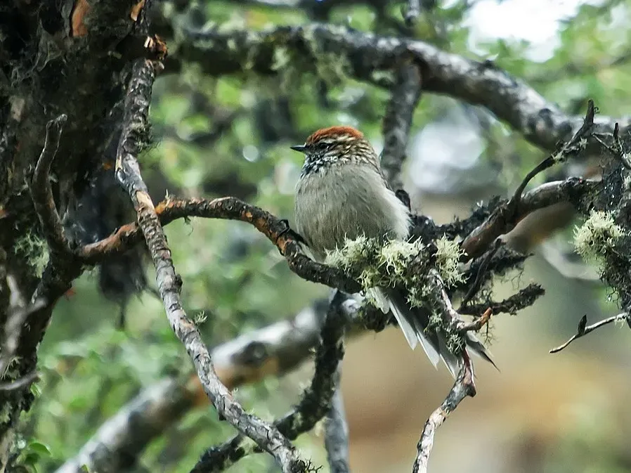 File:White-browed Tit-Spinetail - Leptasthenura xenothorax; Abra Malaga, Cuzco, Perú.jpg