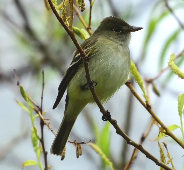 File:Empidonax flaviventris Toronto.jpg