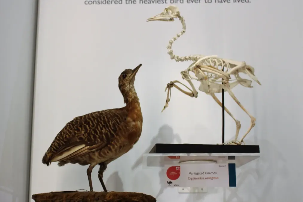 File:Ma - Crypturellus variegatus - 2.jpg