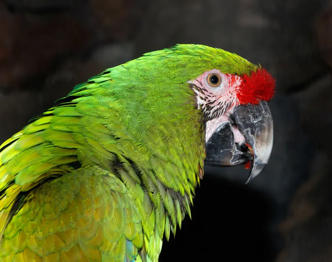 File:Ara militaris - Maroparque 02.jpg