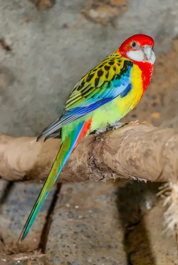 File:Platycercus eximius - Maroparque 02.jpg