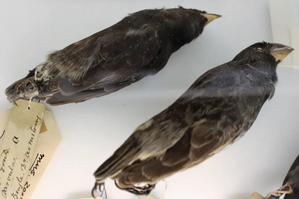 File:Ma - Geospiza magnirostris and Geospiza fortis.jpg
