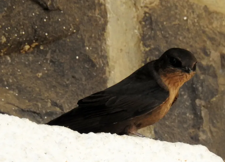 File:Dusky Crag Martin Ptyonoprogne concolor by Dr. Raju Kasambe DSCN1495 02.jpg