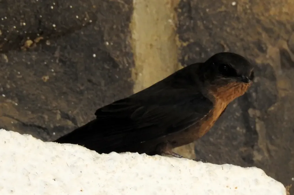 File:Dusky Crag Martin Ptyonoprogne concolor by Dr. Raju Kasambe DSCN1495 03.jpg