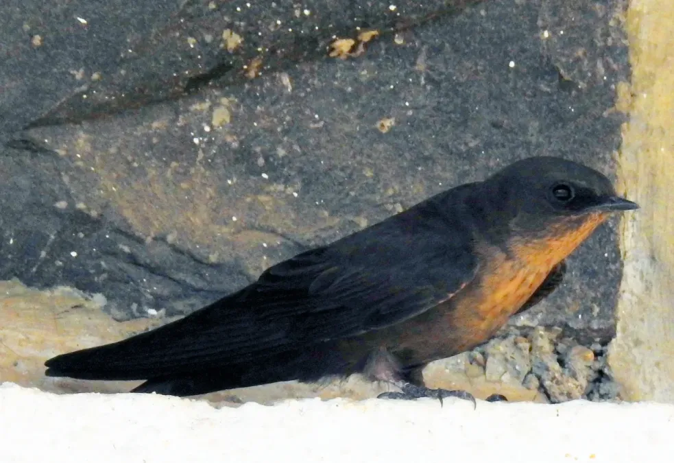 File:Dusky Crag Martin Ptyonoprogne concolor by Dr. Raju Kasambe DSCN1495 04.jpg