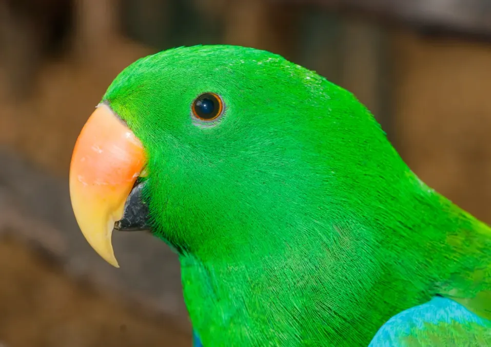 File:Eclectus roratus - Maroparque 04.jpg