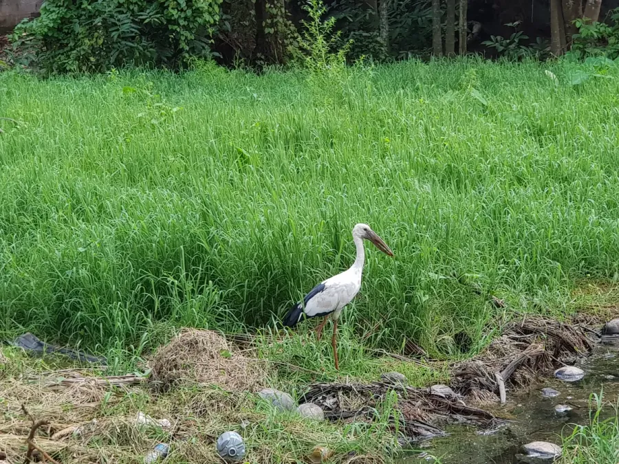 File:Anastomus oscitans 20190602 103413.jpg