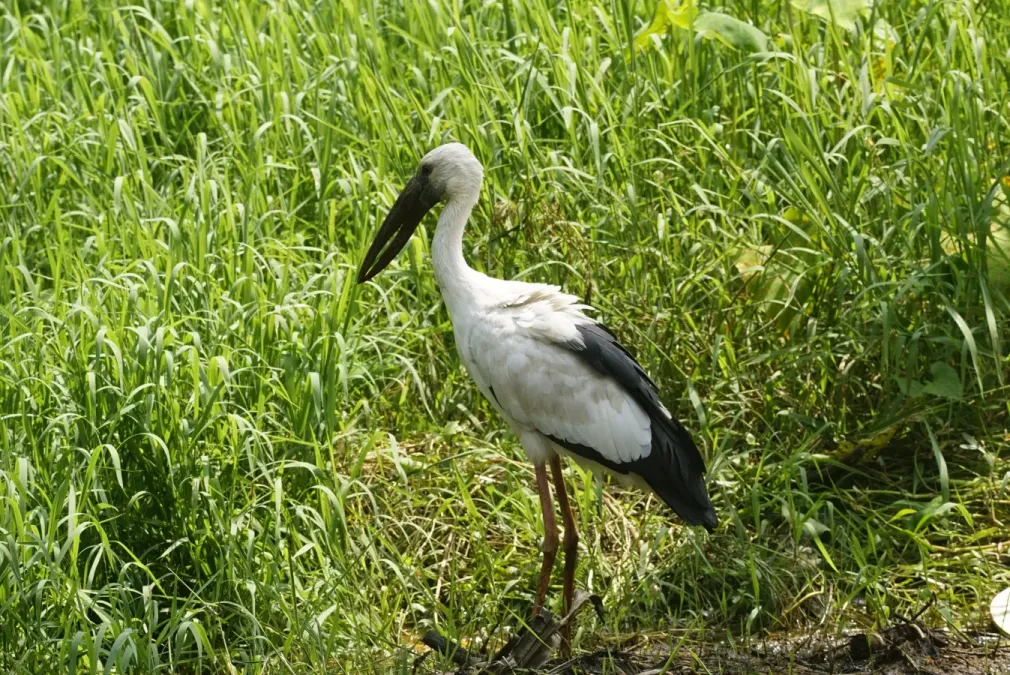 File:Anastomus oscitans 8891.jpg