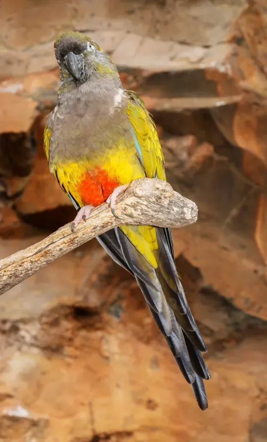 File:Cyanoliseus patagonus - Maroparque 01.jpg