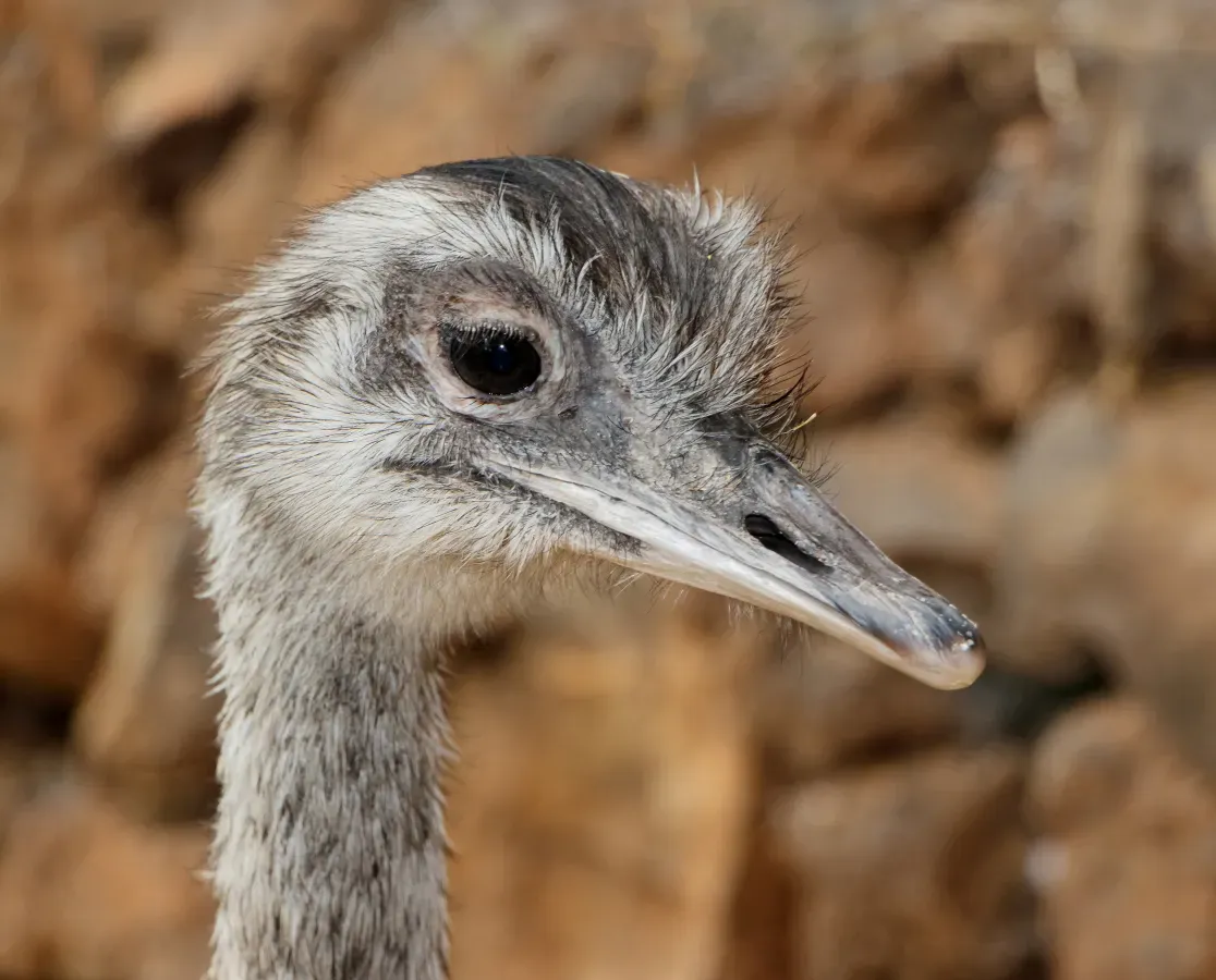 File:Rhea americana - Maroparque 01.jpg