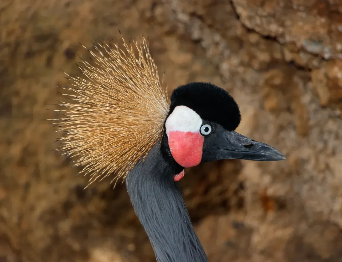 File:Balearica pavonina - Maroparque 01.jpg