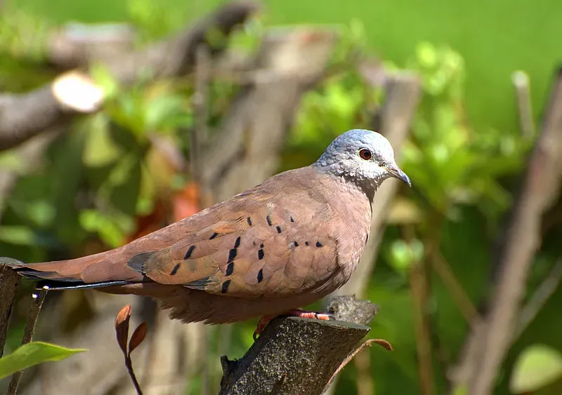 File:Columbina talpacoti sitting.jpg