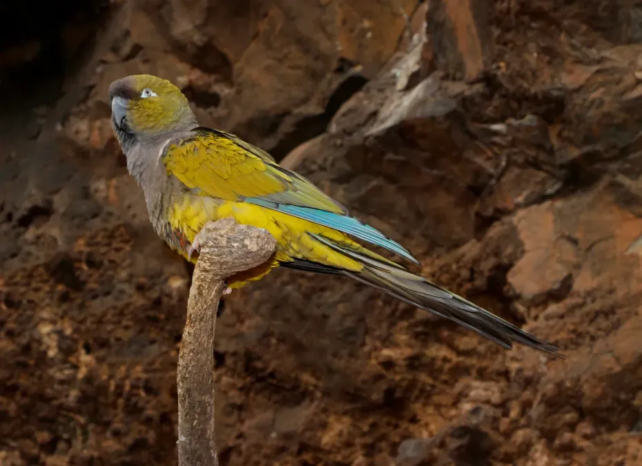 File:Cyanoliseus patagonus - Maroparque 02.jpg