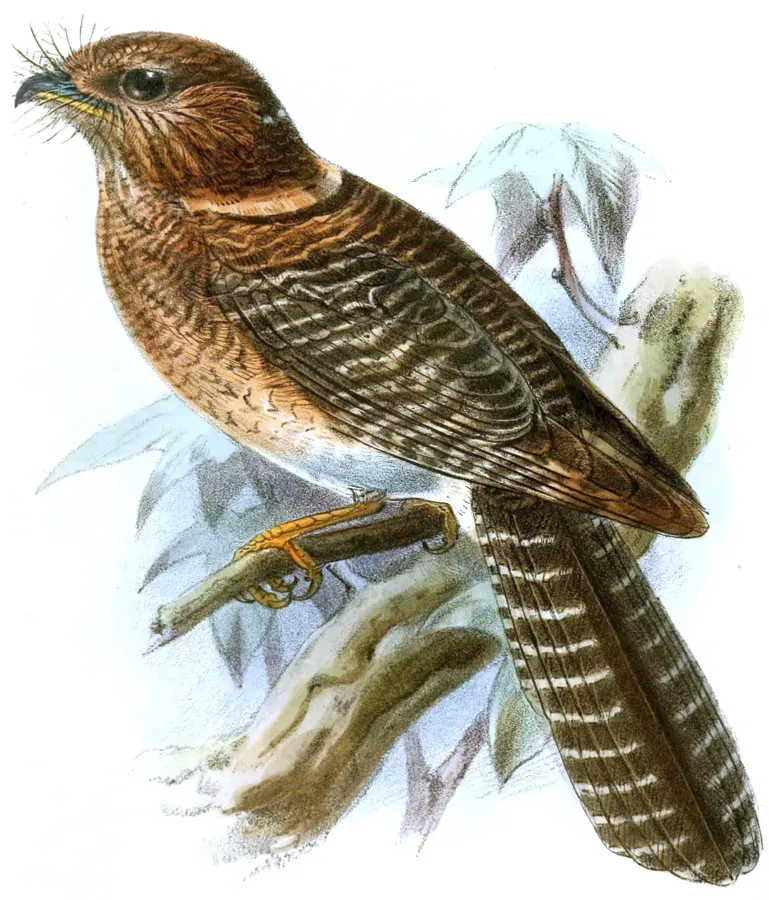 File:Aegotheles affinis.jpg