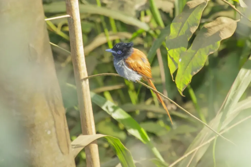 File:Red-bellied paradise flycatcher (Terpsiphone rufiventer) 01.jpg