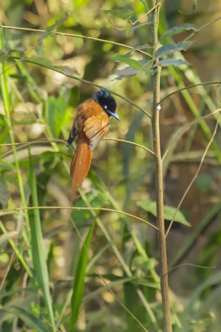 File:Red-bellied paradise flycatcher (Terpsiphone rufiventer).jpg