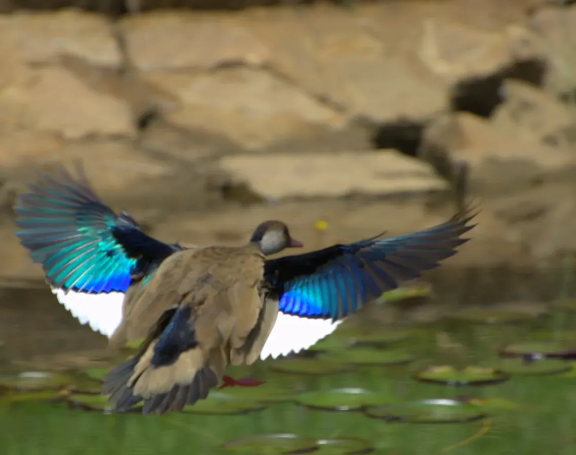 File:Amazonetta brasiliensis flying.jpg