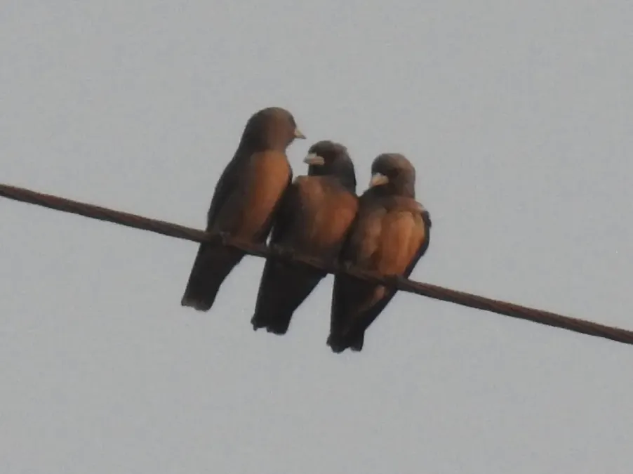 File:Ashy Woodswallow Artamus fuscus by Raju Kasambe DSCN9363 (20).jpg