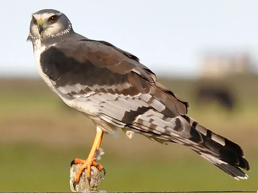 File:Circus buffoni male pale 2.jpg
