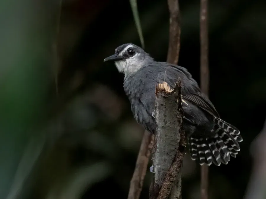 File:Oneillornis salvini - White-throated antbird (male); Careiro, Amazonas, Brazil.jpg