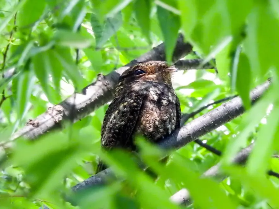 File:Antrostomus carolinensis, Centennial Olympic Park, Atlanta 5.jpg