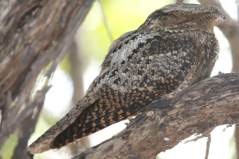 File:Antrostomus carolinensis, Dry Tortugas NP, Florida 1.jpg