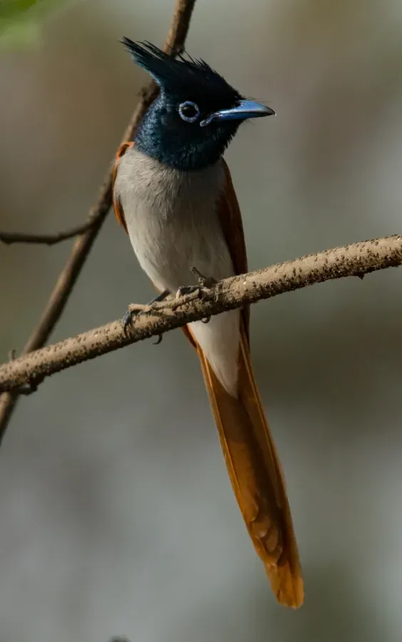 File:Indian Paradise Flycatcher Terpsiphone paradisi Female by Vedant Kasambe 01.jpg