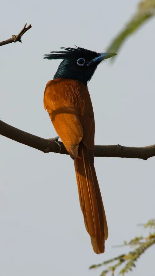 File:Indian Paradise Flycatcher Terpsiphone paradisi Female by Vedant Kasambe 03.jpg
