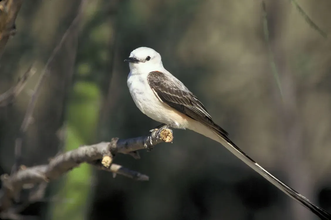 File:Tyrannus forficatus on branch.jpg
