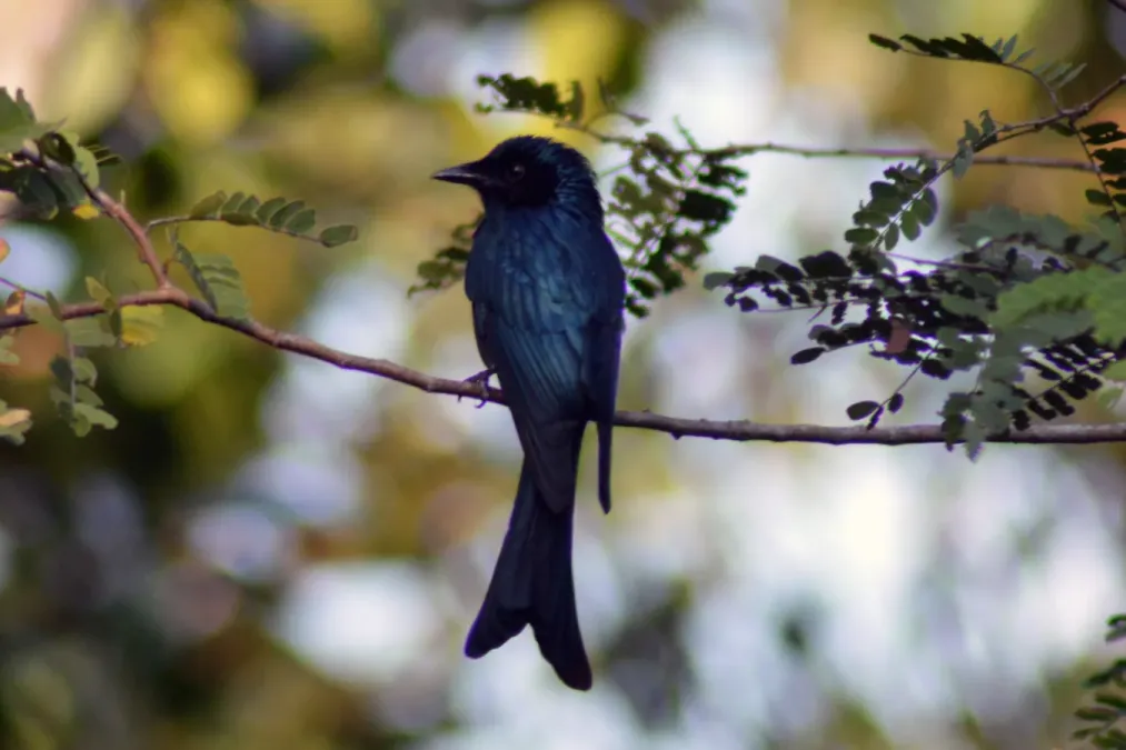 File:Andaman drongo (Dicrurus andamanensis).jpg