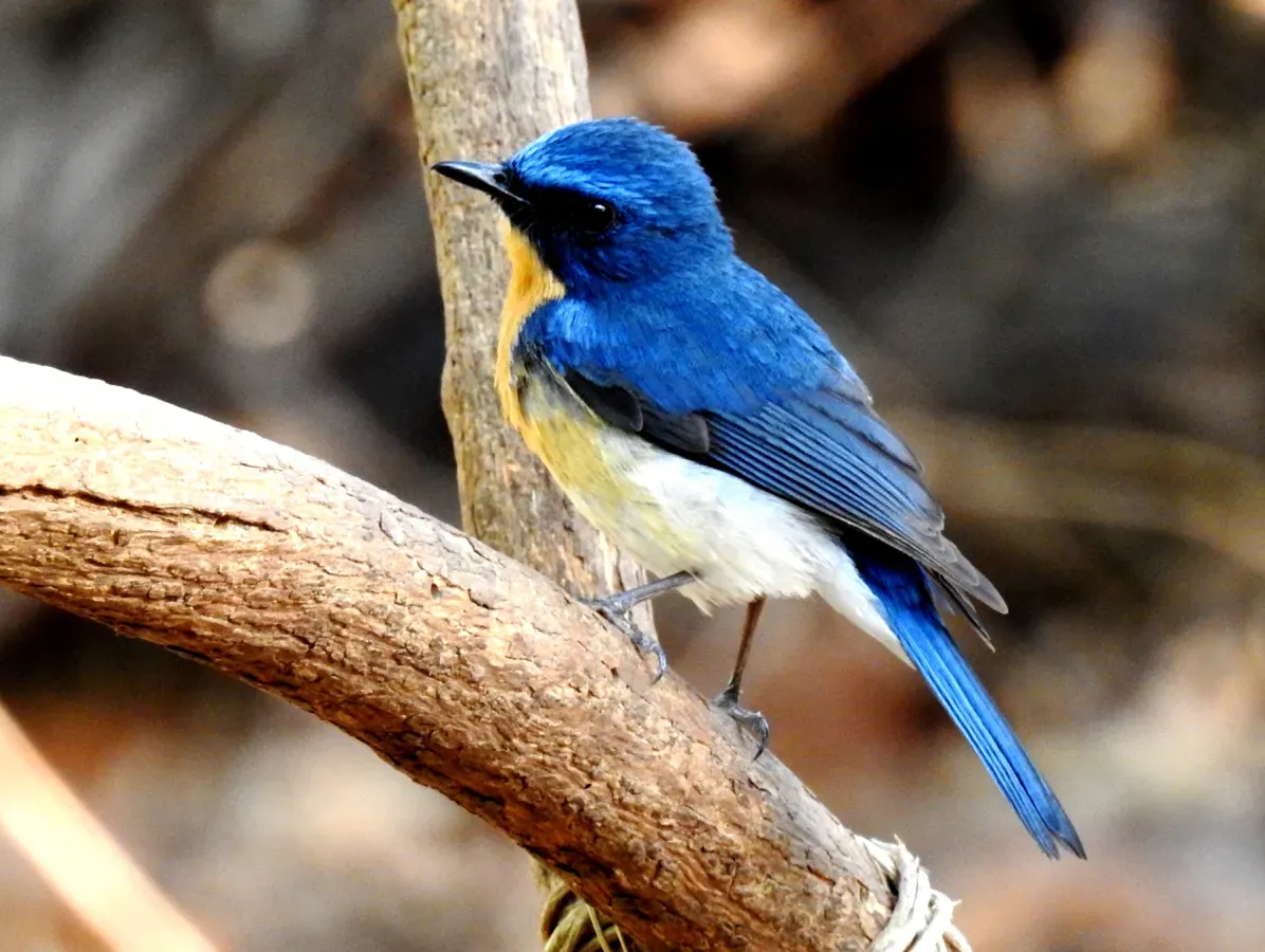 File:Tickell's Blue Flycatcher Cyornis tickelliae by Dr. Raju Kasambe best DSCN0543.jpg
