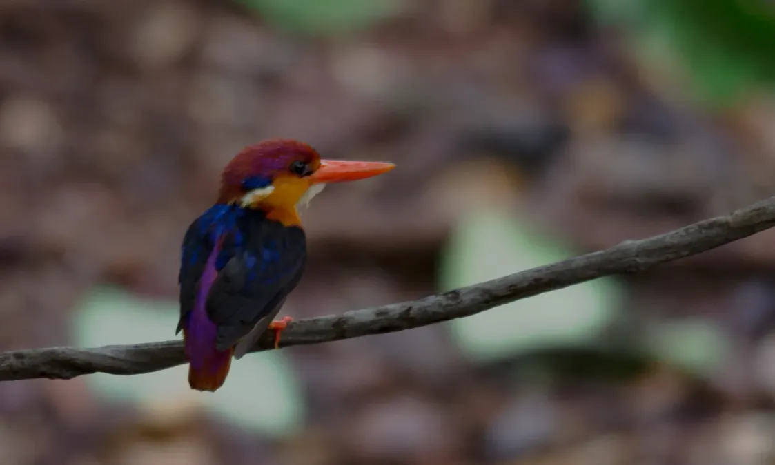 File:Oriental Dwarf Kingfisher Ceyx erithaca by Vedant Kasambe.jpg