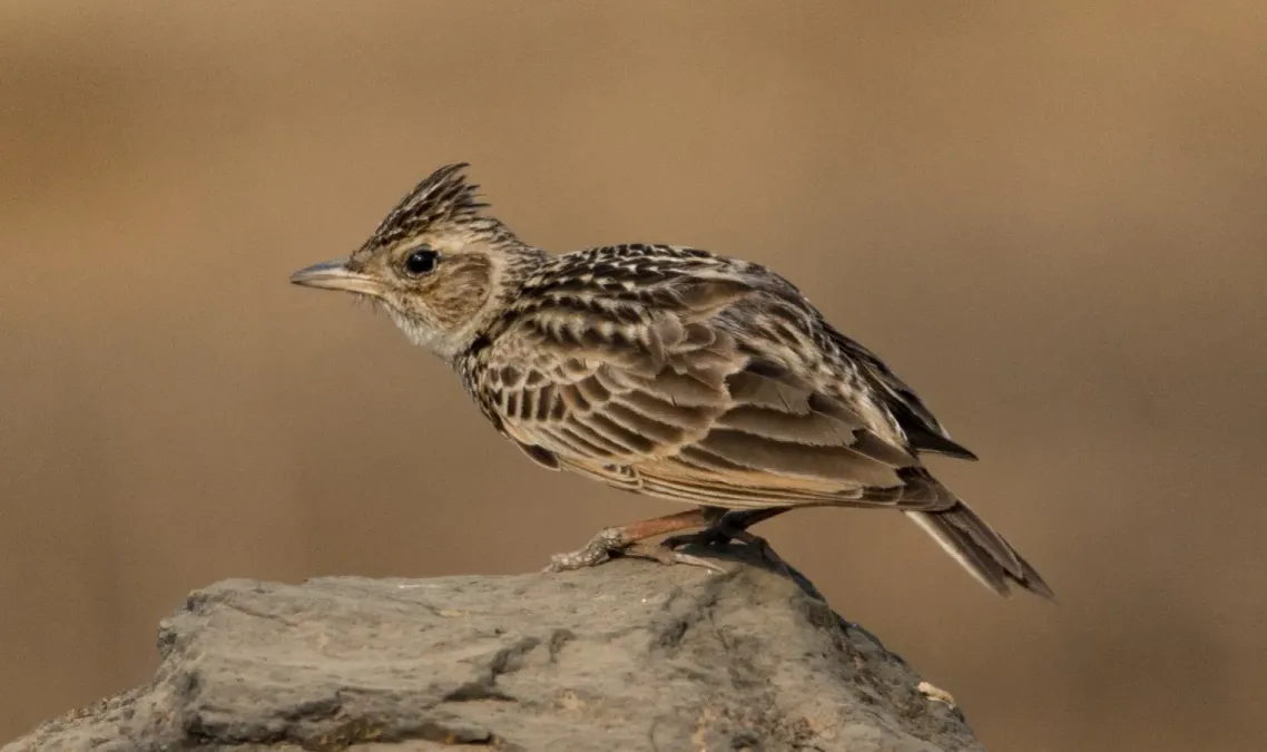 File:Oriental Skylark Alauda gulgula by Vedant Kasambe 01.jpg