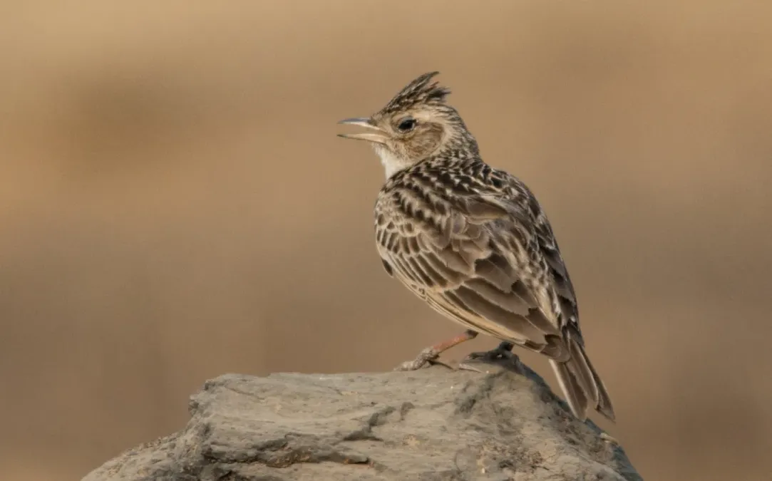 File:Oriental Skylark Alauda gulgula by Vedant Kasambe 02.jpg