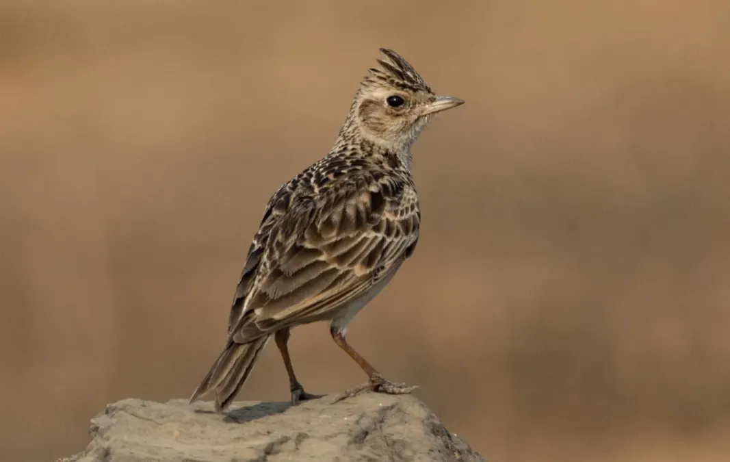 File:Oriental Skylark Alauda gulgula by Vedant Kasambe 03.jpg