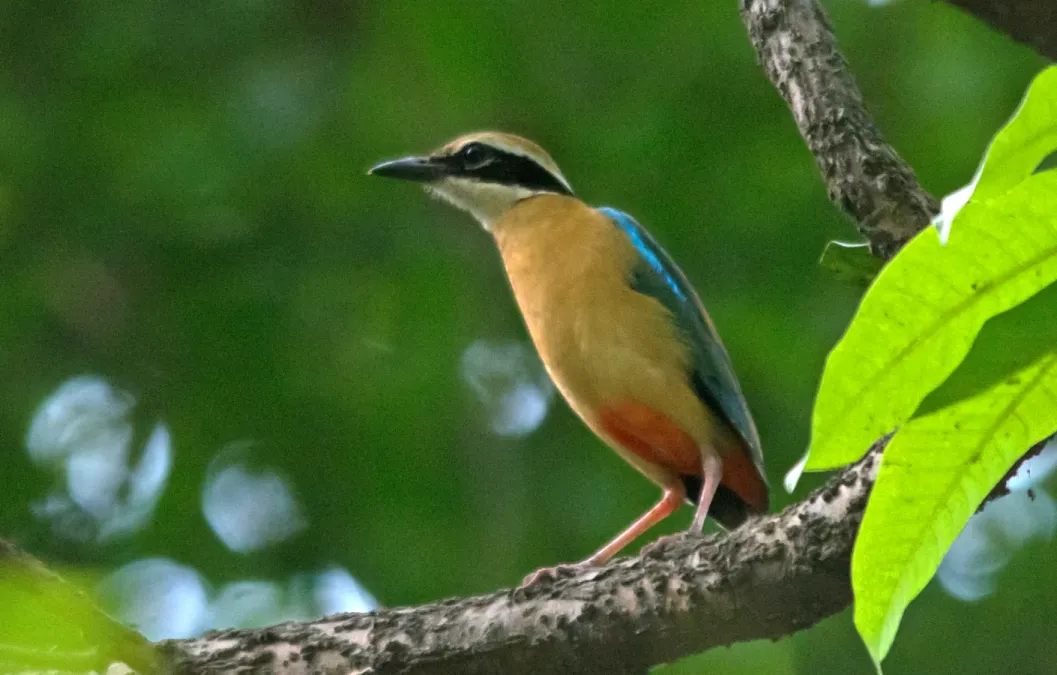File:Indian Pitta Pitta brachyura by Vedant Kasambe 02.jpg