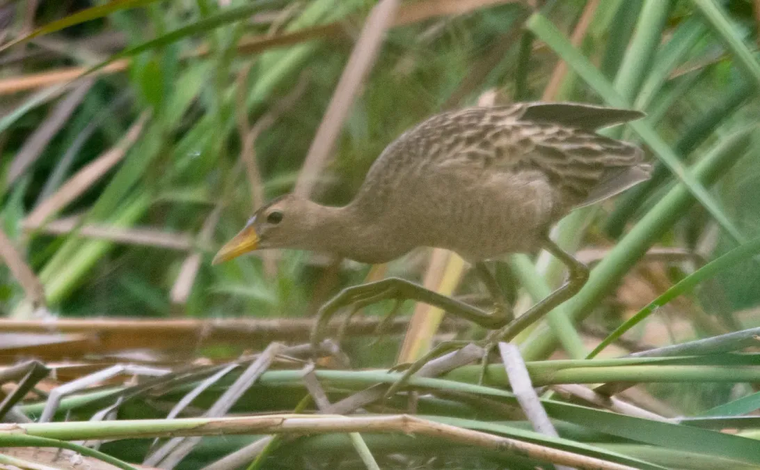 File:Watercock Gallicrex cinerea female by Vedant Kasambe.jpg