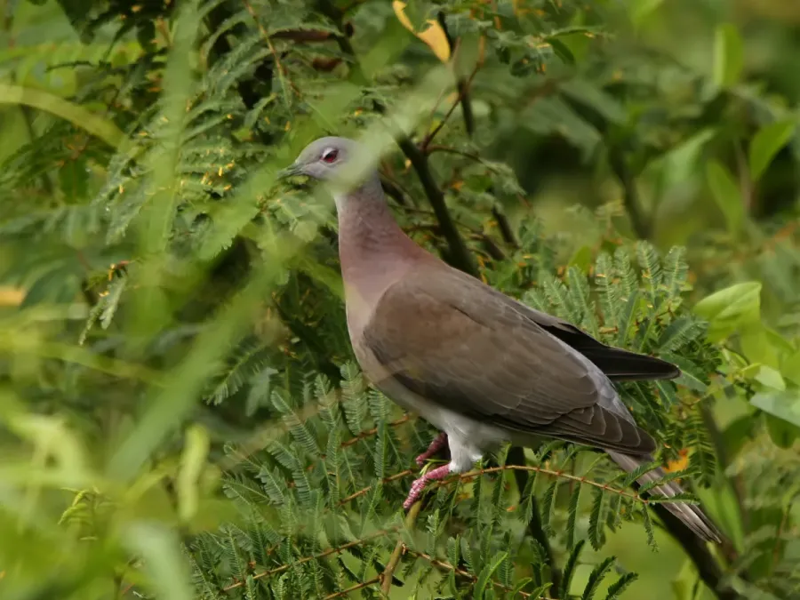 File:Patagioenas cayennensis.jpg