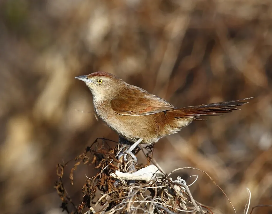 File:Phacellodomus striaticollis - Freckle-breasted thornbird; Playa Penino, Montevideo, Uruguay.jpg