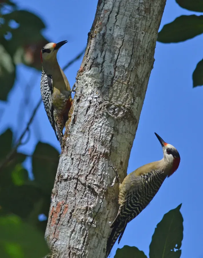 File:Melanerpes superciliaris (16570342558).jpg
